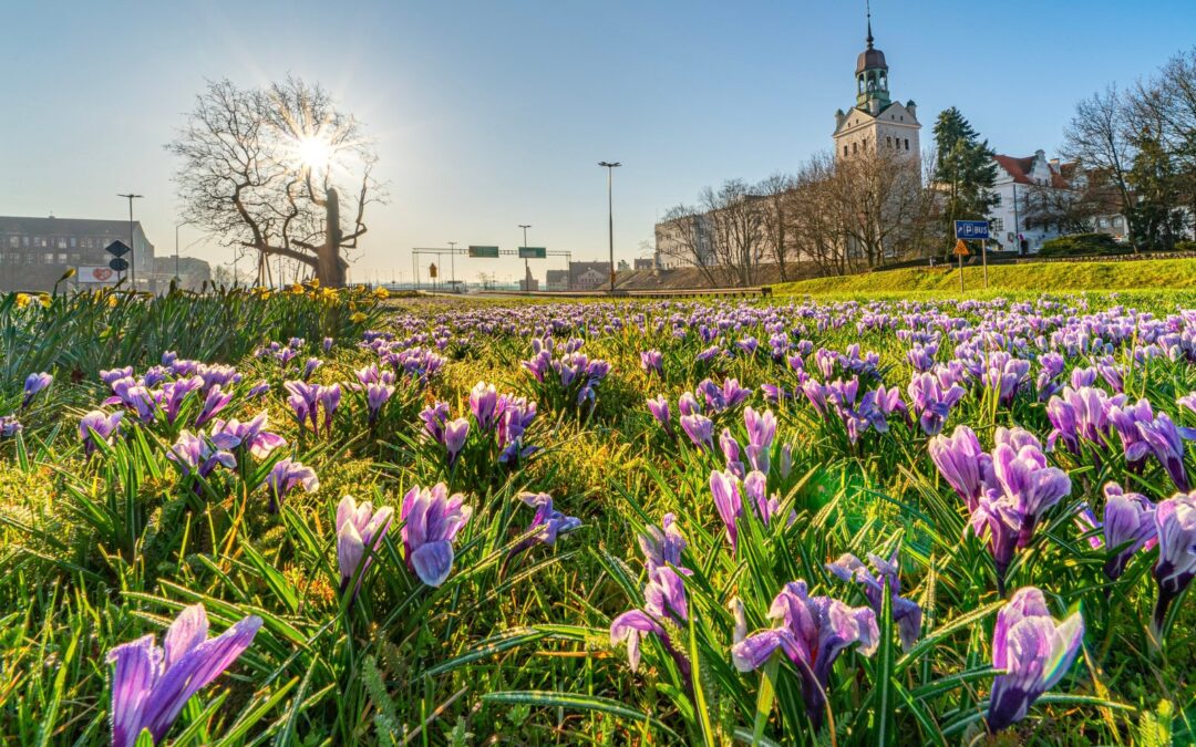 Dbamy o piękną wiosnę w Szczecinie